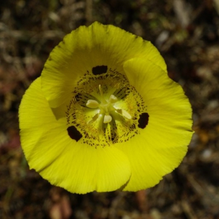 Calochortus luteus